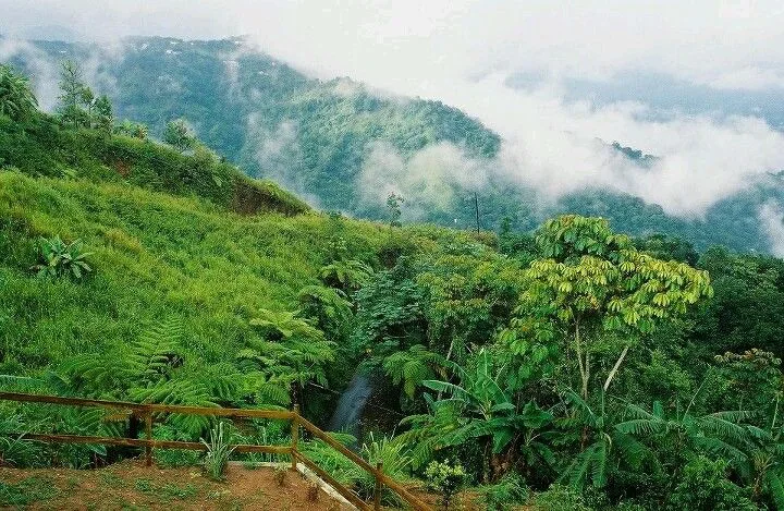 Roncador, Utuado